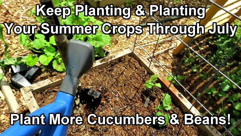 Gary Pilarchik: The Basic Setup  for Planting Cucumbers & Beans in July: Summer Crops to Keep Planting & Planting! The Basic Setup  for Planting Cucumbers & Beans in July: Summer Crops to Keep Planting & Planting!