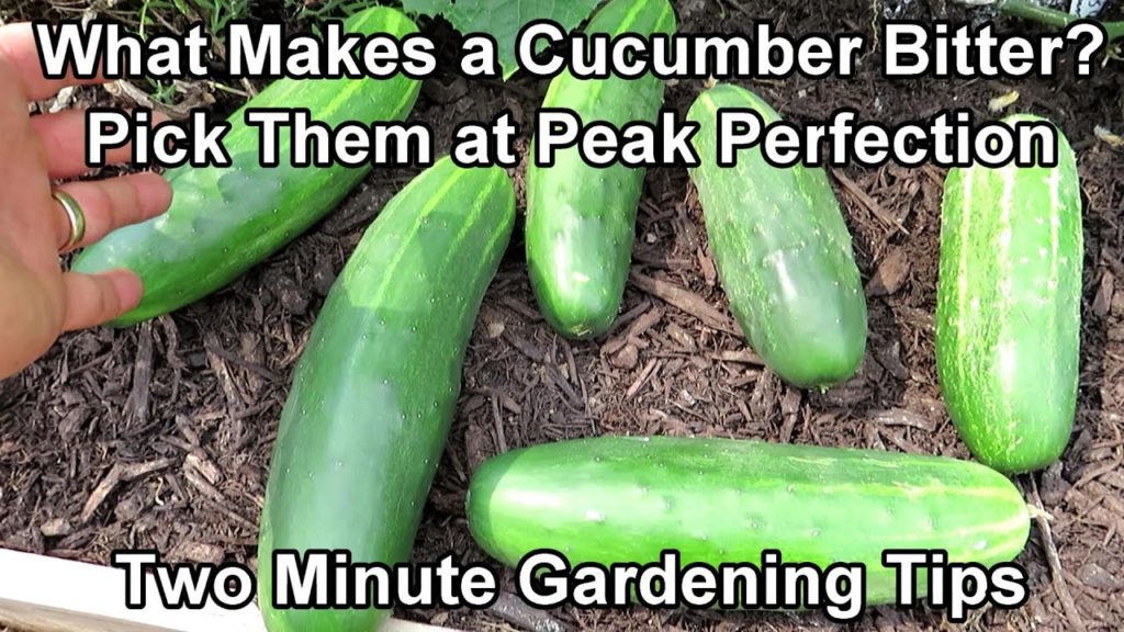 When & How to Pick Cucumbers and What Makes A Cucumber Bitter: Two Minute TRG Tips