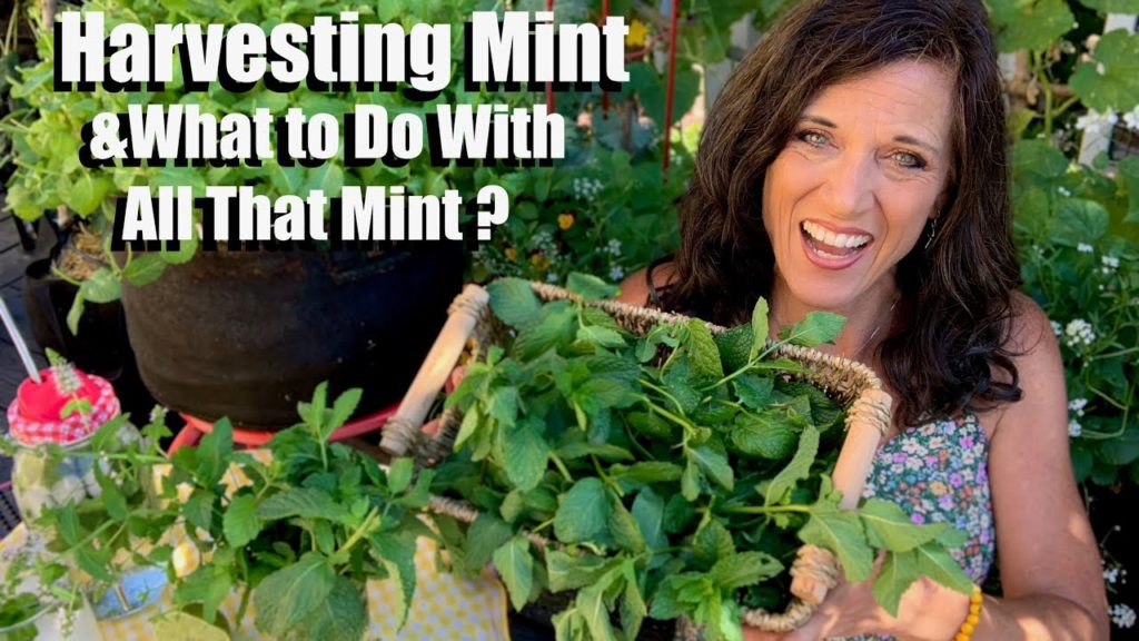 How to Harvest/Prune Mint & What to Do With All That Mint?🌱