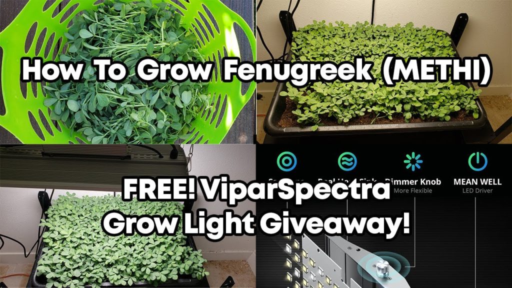 California Gardening: How To Grow Fenugreek (Methi) indoors from seeds using ViparSpectra XS2000 LED Grow Light & Giveaway How To Grow Fenugreek (Methi) indoors from seeds using ViparSpectra XS2000 LED Grow Light & Giveaway