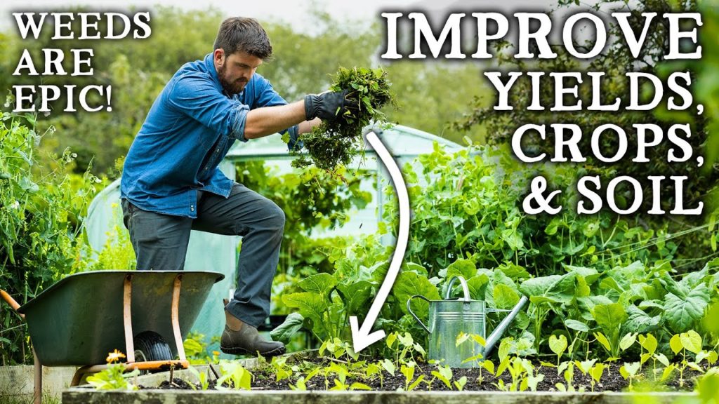 5 Amazing Ways to Grow Bigger Crops Using Weeds!
