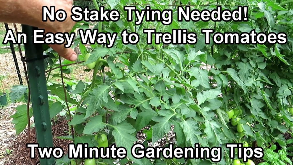 My Favorite Way to Trellis Heavy Tomato Plants & Create a Tomato Hedge: Two Minute TRG Tips