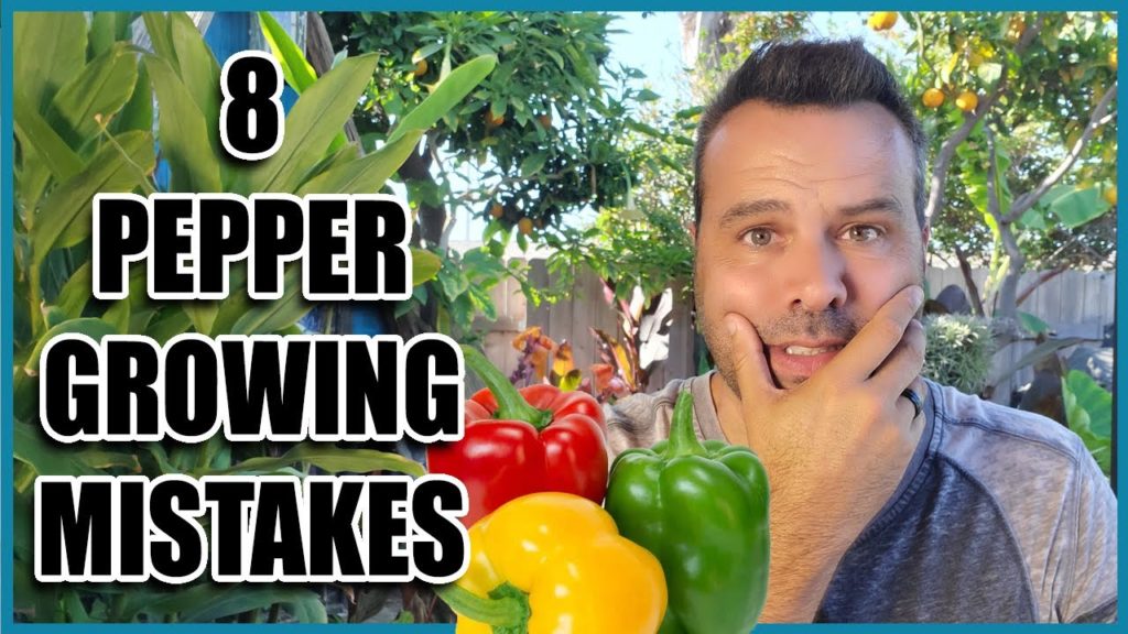 California Garden TV: 8 Pepper Growing Mistakes 8 Pepper Growing Mistakes