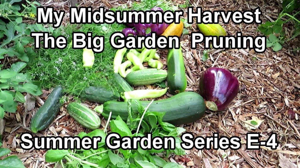 Gary Pilarchik: Planting My 'Summer Garden' E-4: A July Heavy Pruning is Key to A Garden's Health & A Big Harvest Planting My 'Summer Garden' E-4: A July Heavy Pruning is Key to A Garden's Health & A Big Harvest