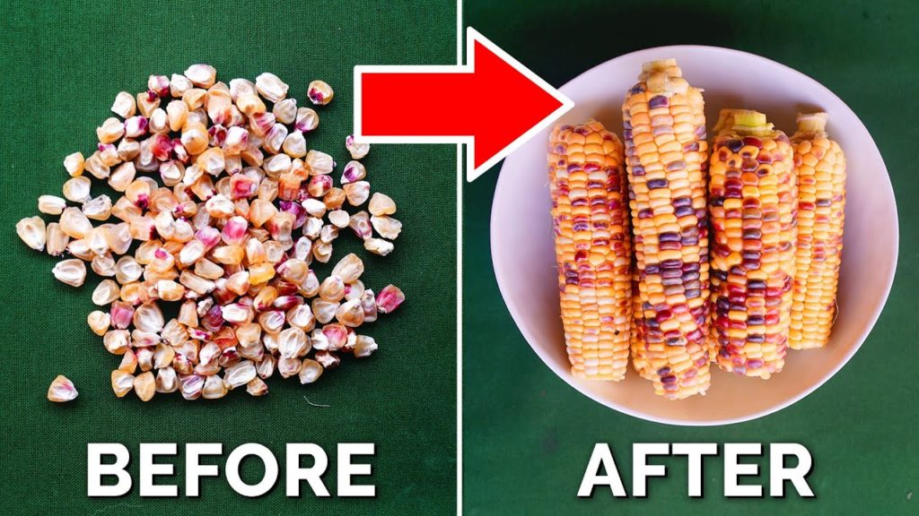 How to Grow EPIC Corn From Seed to Harvest (COMPLETE GUIDE) 🌽