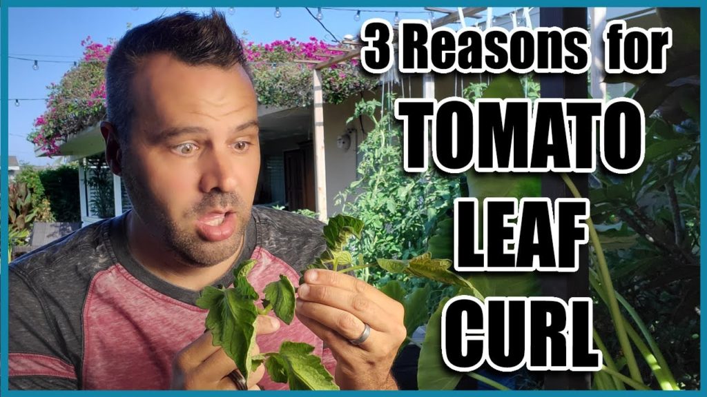 California Garden TV: Tomato Leaf Curl Tomato Leaf Curl