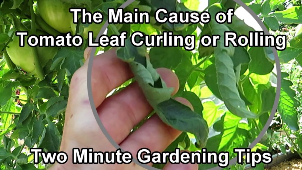 Why are My Tomato Plant Leaves Curling or Rolling & What Do I Do to Save Them?: Two Minute TRG Tips