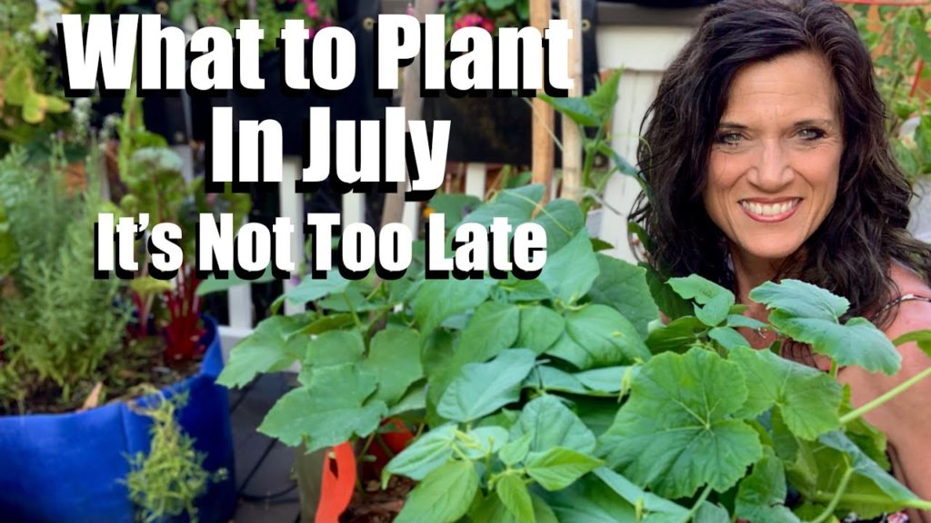 CaliKim: What to Plant in July – It’s Not Too Late! 🥒🍅🌱 What to Plant in July - It’s Not Too Late! 🥒🍅🌱