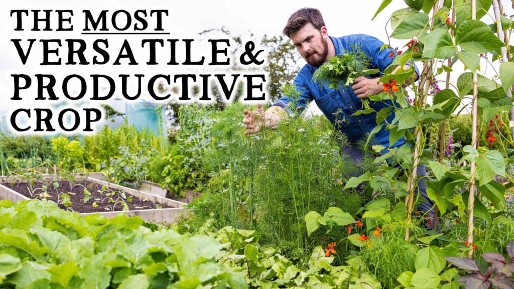 Why I'm Growing 10X More Herbs This Year | The Unsung Hero of the Veg Garden