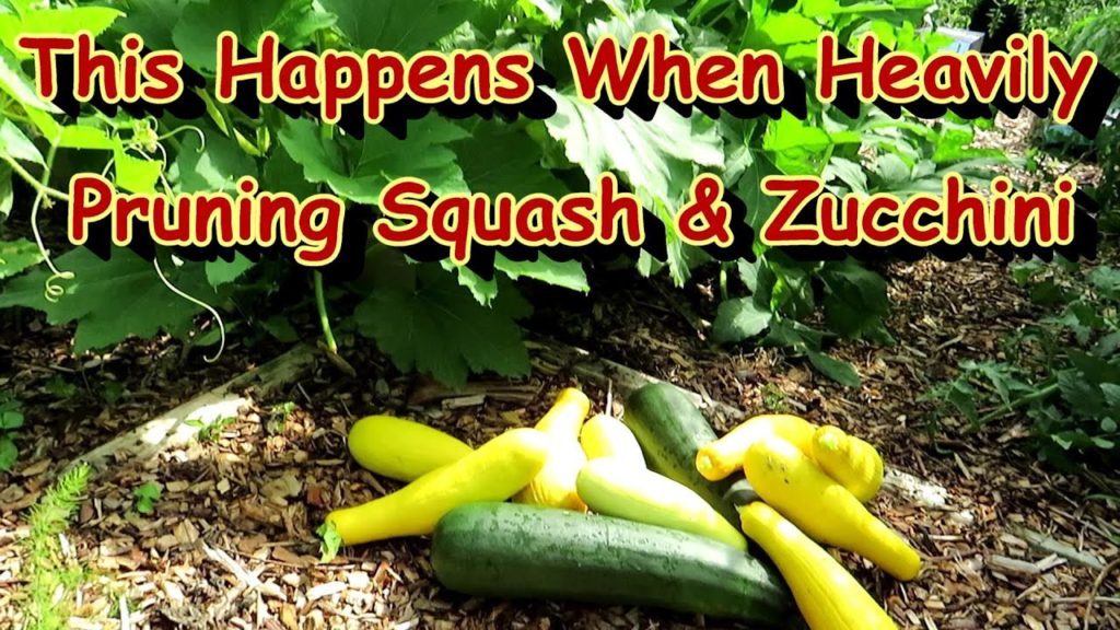 Gary Pilarchik: How My Heavily Pruned Squash & Zucchini Plants Grew & Produced 2 Weeks Later: Two Minute TRG Tips How My Heavily Pruned Squash & Zucchini Plants Grew & Produced 2 Weeks Later: Two Minute TRG Tips