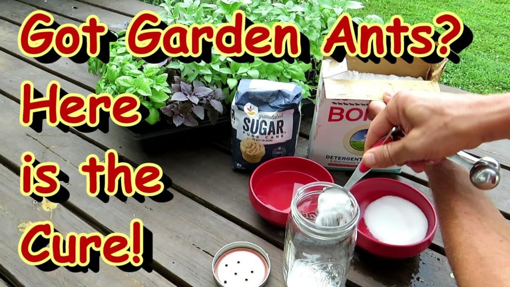 Gary Pilarchik: A Pet Safe Home Remedy for Ants in Your Vegetable Garden –  Full Recipe & Mix: Two Minute TRG Tips A Pet Safe Home Remedy for Ants in Your Vegetable Garden -  Full Recipe & Mix: Two Minute TRG Tips