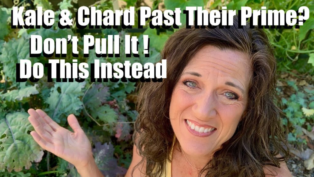 What to Do When Kale & Chard are Past Their Prime to Get More Harvest? Don’t Pull Them Out! 🌱