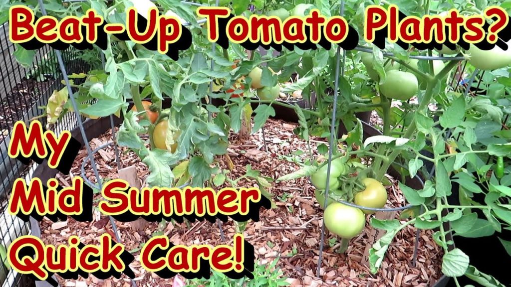 Gary Pilarchik: My Mid Summer Quick Care Routine for Beat Up & Over Grown Tomato Plants: Tie, Feed, Remove Leaves! My Mid Summer Quick Care Routine for Beat Up & Over Grown Tomato Plants: Tie, Feed, Remove Leaves!