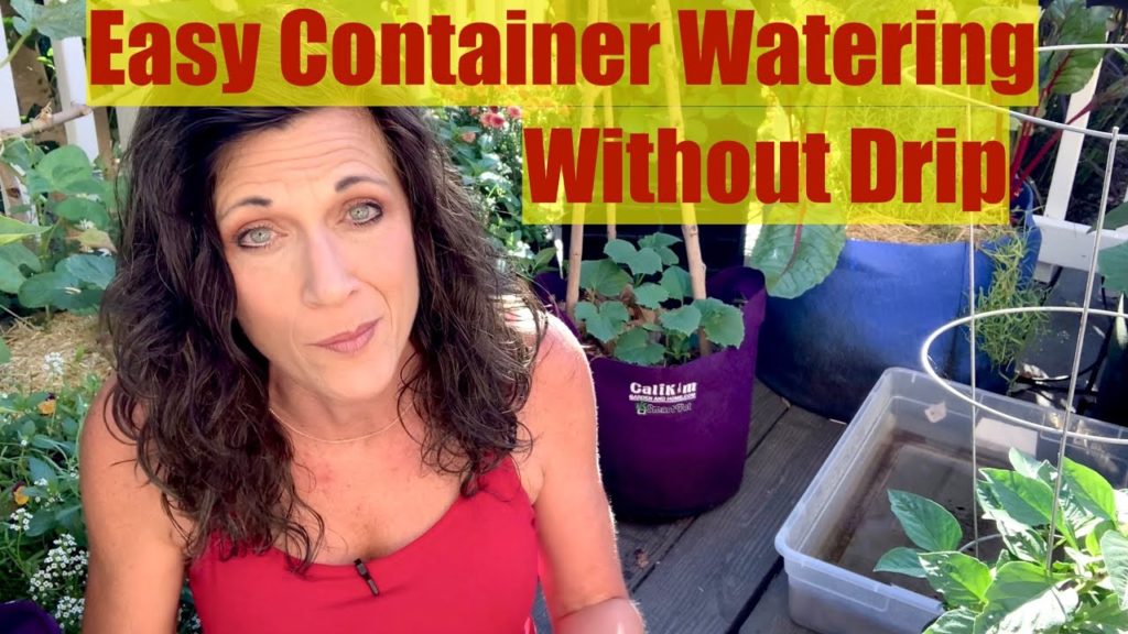 CaliKim: Easiest Way to Water Container Garden Without Drip Irrigation or a Hose Bib 💦🌱 Easiest Way to Water Container Garden Without Drip Irrigation or a Hose Bib 💦🌱