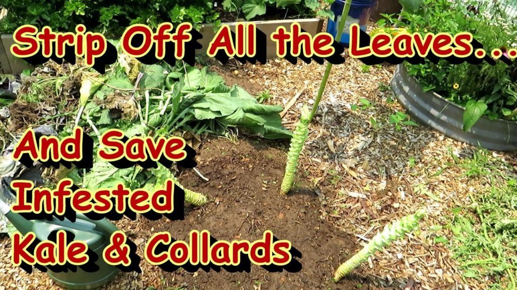New Leave Grow Back Quickly!: Are Whiteflies, Army Worms, & Loopers Devastating Your Kale & Collards