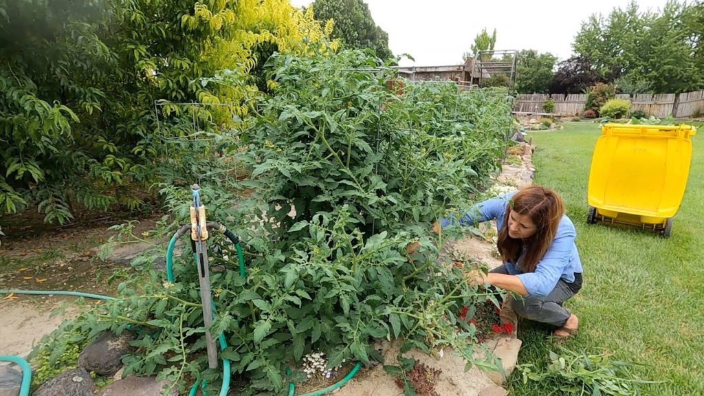 Working in My Grandparent’s Garden: Thinning Fruit Trees, Pruning Tomatoes & Weeding! 🍑✂️🍅