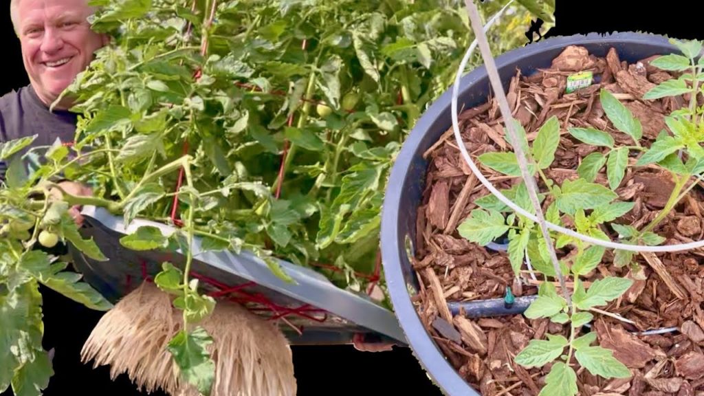 Trash Can Tomato Battle Begins!