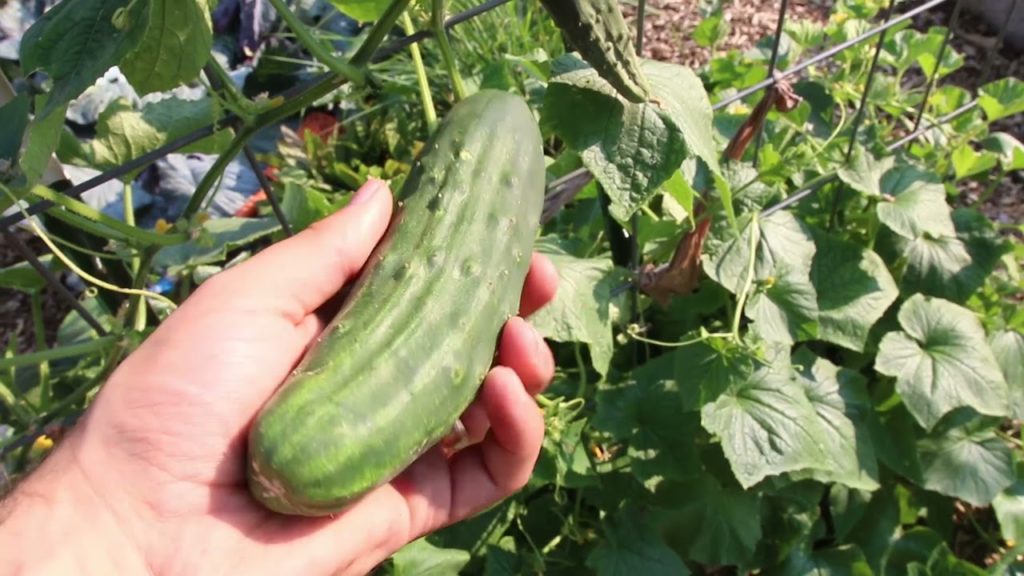 HUGE Mid Summer Harvest Tour!