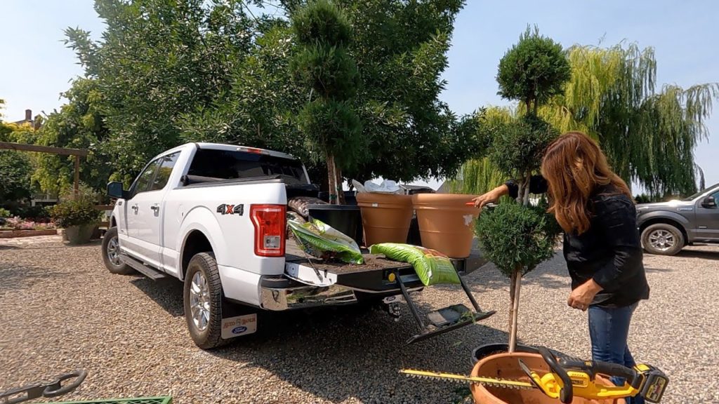 Garden Answer: Found an Awesome Deal on Topiary to Replace Some Dead Ones! 🥴👍💚 // Garden Answer Found an Awesome Deal on Topiary to Replace Some Dead Ones! 🥴👍💚 // Garden Answer