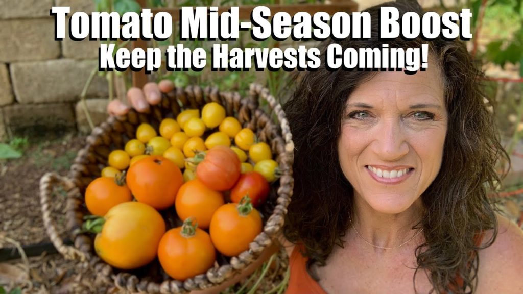 How to do an Easy Tomato Mid-Season Boost to Keep the Harvests Coming 🍅