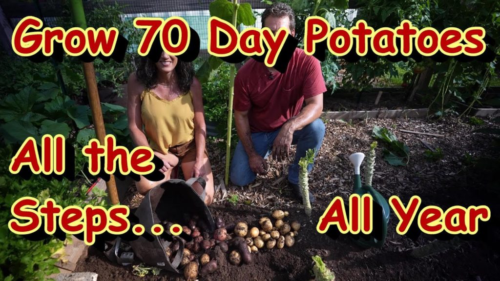 How to Grow 70 Day Potatoes in Containers All Season Long - Planting, Harvesting & More: GC2C Series