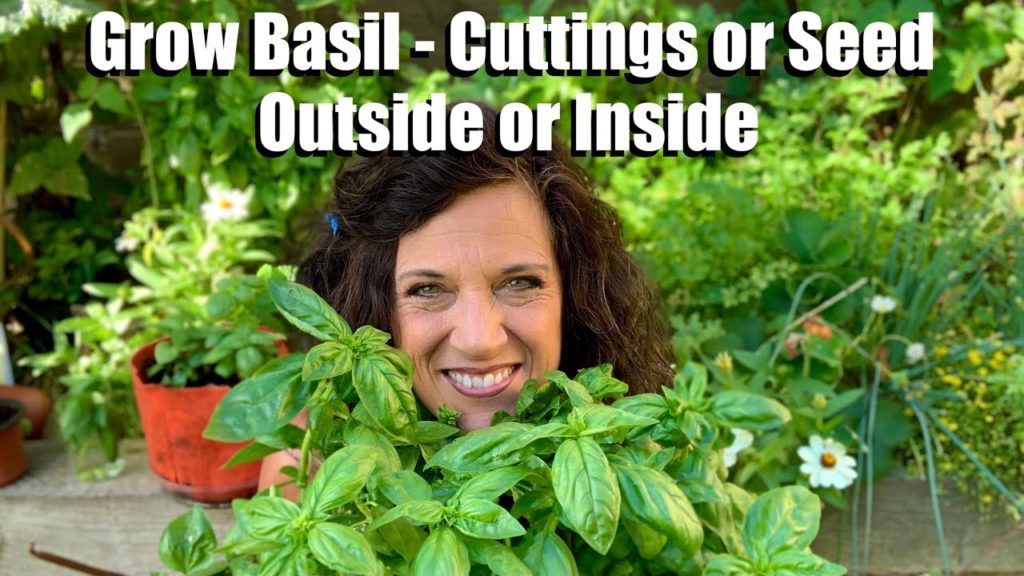 How to Grow Basil from Cuttings and Seed - Outside (Warm Weather) or Inside (Cold Weather)🌱