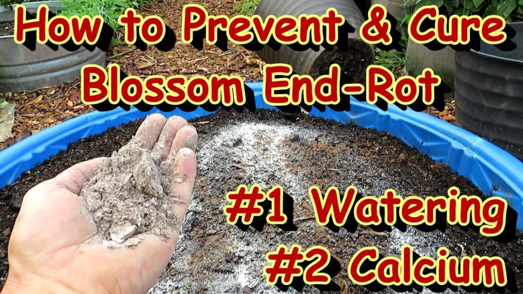 How to Prevent & Cure Tomato Blossom End-Rot: Container Plants are More at Risk - All the Steps!