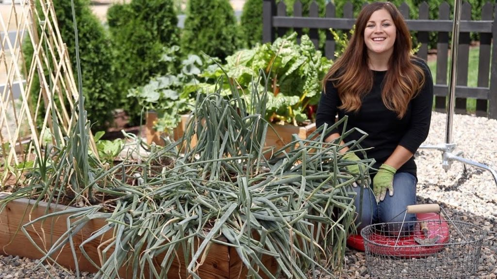 Garden Answer: Harvesting Onions 🌿// Garden Answer Harvesting Onions 🌿// Garden Answer