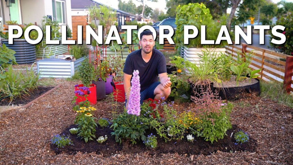 Epic Gardening: 11 MUST Grow Pollinator Garden Plants 🐝 11 MUST Grow Pollinator Garden Plants 🐝