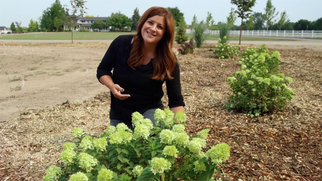 Garden Answer: 3 New Hydrangeas for 2021: Update & Planting! 😍💚 // Garden Answer 3 New Hydrangeas for 2021: Update & Planting! 😍💚 // Garden Answer