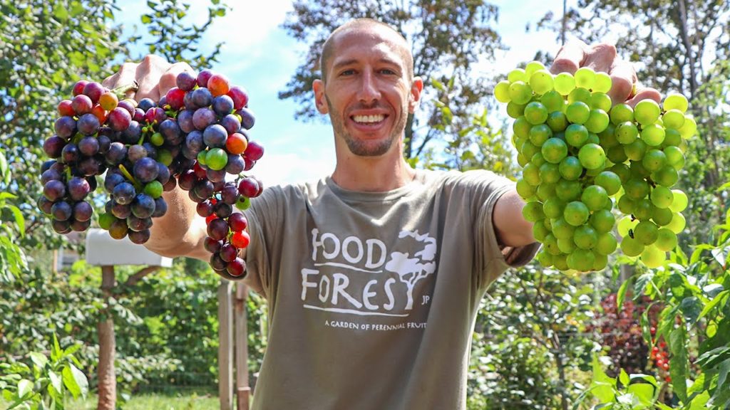 James Prigioni: How to Grow Grapes, Complete Growing Guide How to Grow Grapes, Complete Growing Guide