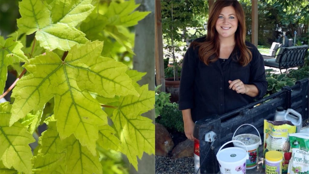 Garden Answer: We've Changed How We're Treating Yellowing Foliage and It's Working! 🌿💪 // Garden Answer We've Changed How We're Treating Yellowing Foliage and It's Working! 🌿💪 // Garden Answer