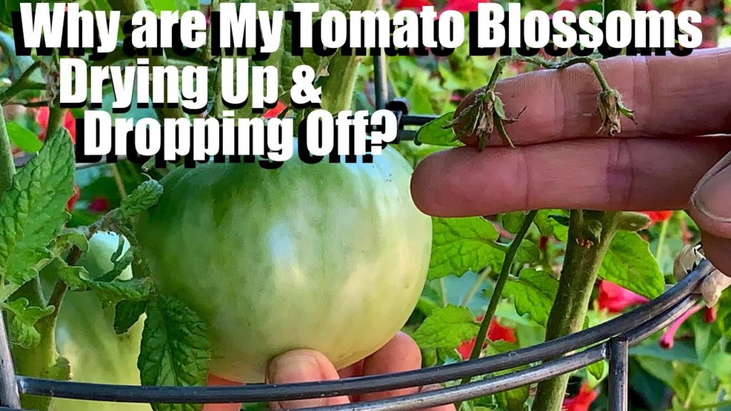 Why Are My Tomato & Pepper Blossoms Drying Up & Dropping Off? What to Do About It 🍅🌶