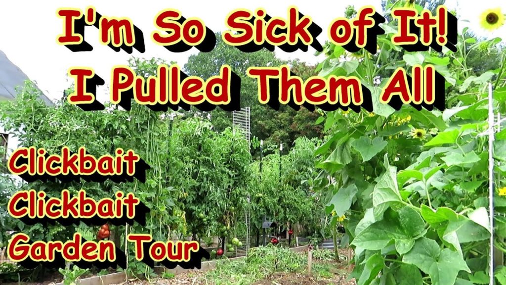 A 5 Minute Vegetable Garden 'Food Forest' Tour in Early August: The 'Clickbait' Garden Tour Series