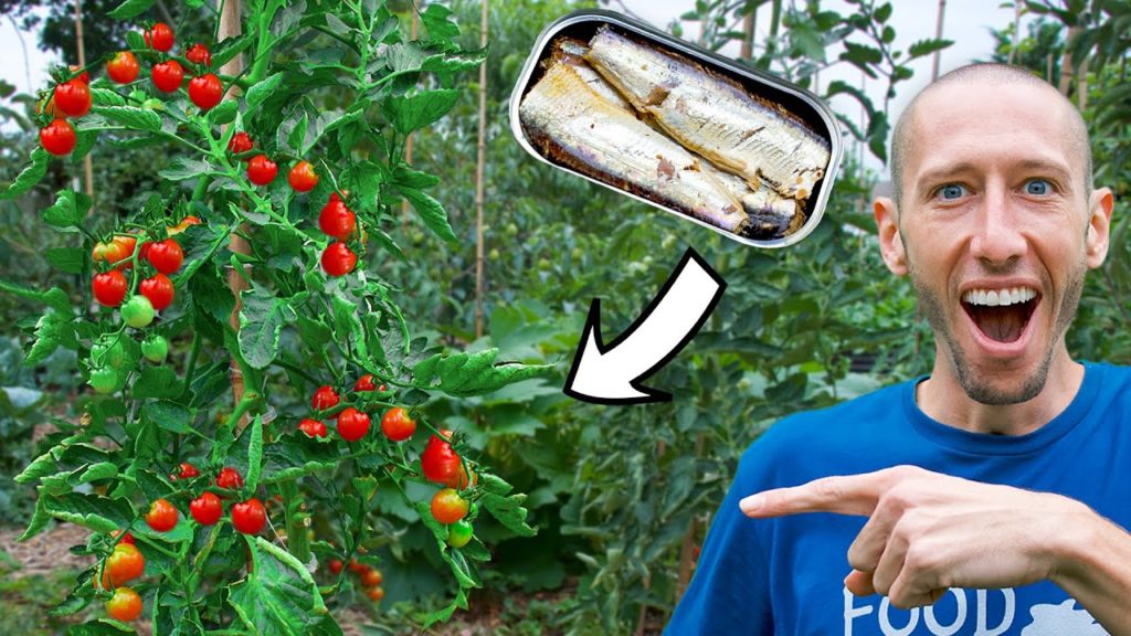 What Happens When You BURY SARDINES Under A TOMATO PLANT?