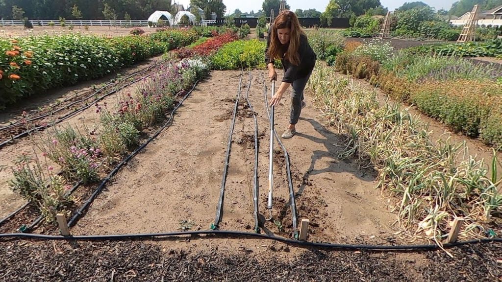 There’s Still Time to Plant Flowers & Fall Veggie Crops from Seed! 💪🌱🌸 // Garden Answer