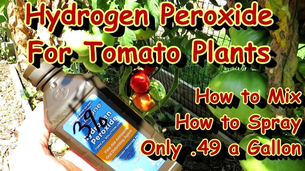 How to Mix & Use Hydrogen Peroxide Spray to Prevent & Stop Tomato Plant Diseases: Effective & Cheap