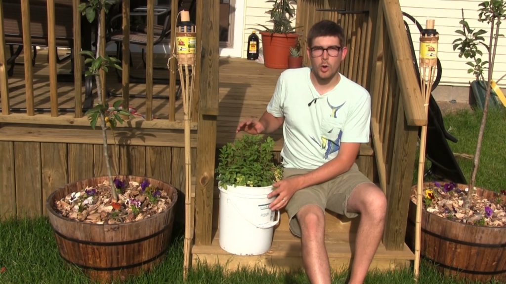 4 Reasons to plant In containers & GroBucket Mint Update