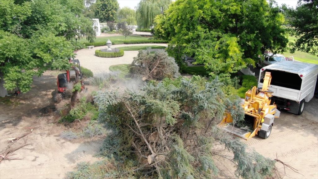 Storm Aftermath: Cleanup & Blue Spruce Removal 🥺🌲💚 // Garden Answer