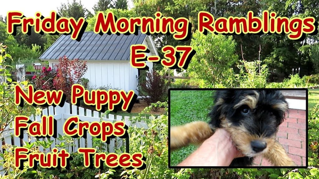 Gary Pilarchik: Willow (Our New Pup), Fruit Trees, Fall Garden Plants & Summer Success!: FM Gardening Ramblings E-37 Willow (Our New Pup), Fruit Trees, Fall Garden Plants & Summer Success!: FM Gardening Ramblings E-37
