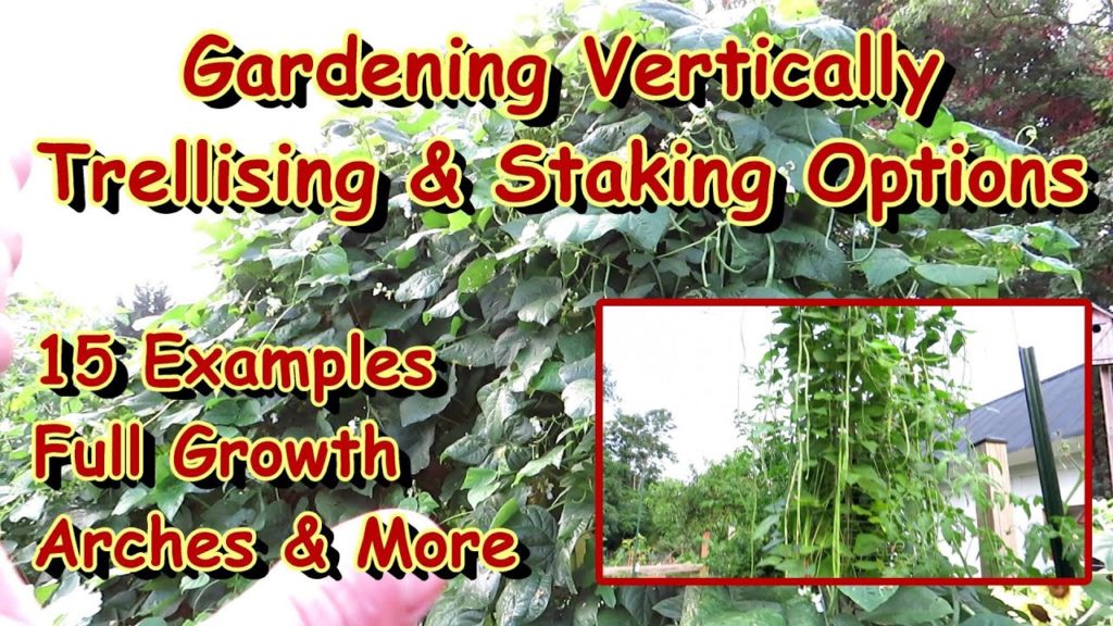 Gary Pilarchik: 15 Vertical Gardening 'Staking & Trellising' Options: Full Plant Growth Examples on Trellises 15 Vertical Gardening 'Staking & Trellising' Options: Full Plant Growth Examples on Trellises