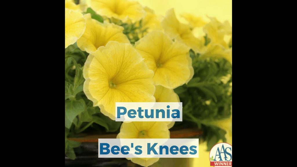 All-America Selections Flowers & Vegetables: Petunia Bee's Knees – Pretty Yellow Petunias Petunia Bee's Knees - Pretty Yellow Petunias