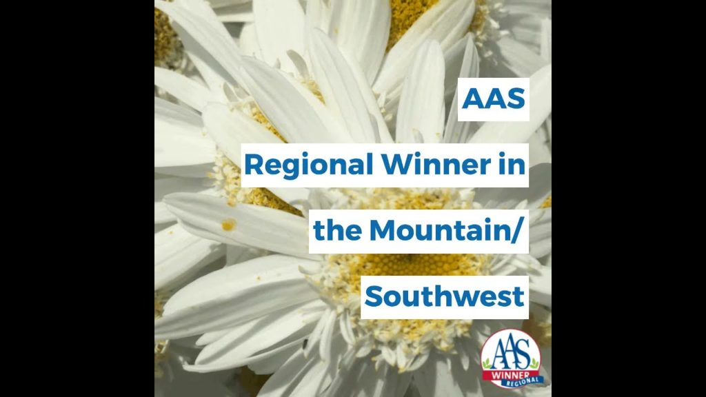 All-America Selections Flowers & Vegetables: Perennial Daisy – Leucanthemum Sweet Daisy Birdy Perennial Daisy - Leucanthemum Sweet Daisy Birdy