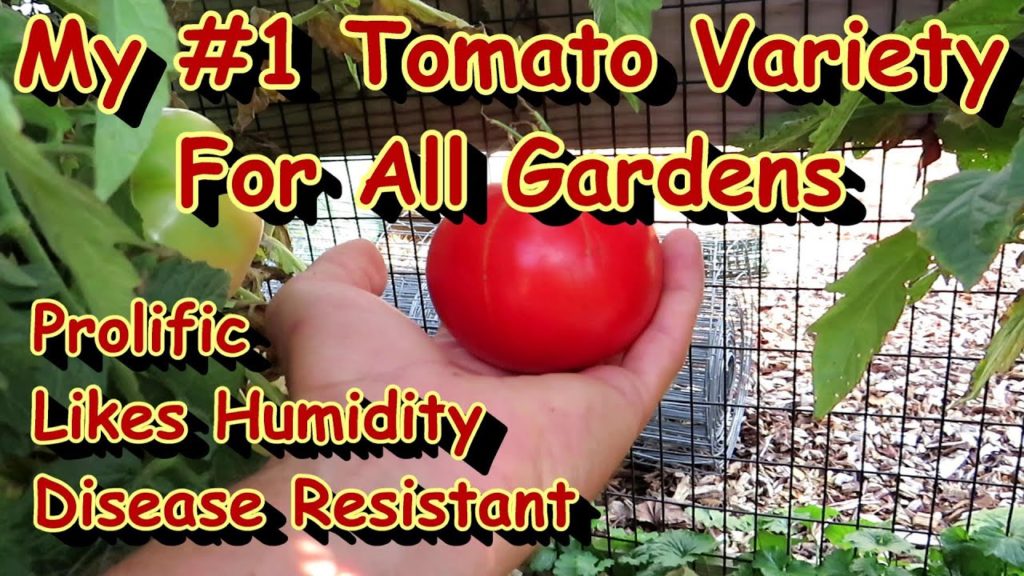 A Must Have Tomato Variety for Old & New Gardeners: Prolific, Compact, Handles Humidity & Diseases!