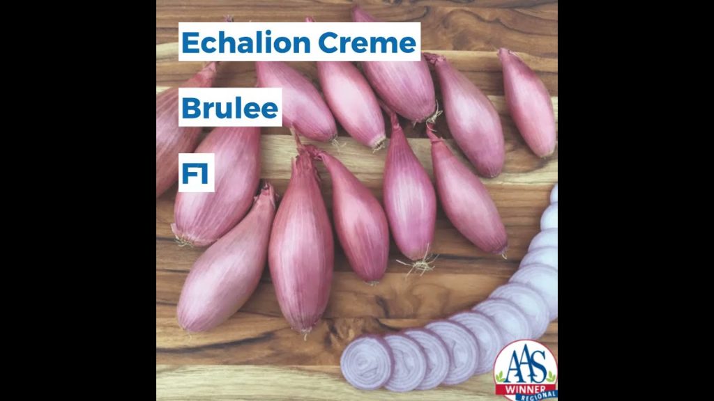 All-America Selections Flowers & Vegetables: Shallot – Echalion Creme Brulee Shallot - Echalion Creme Brulee