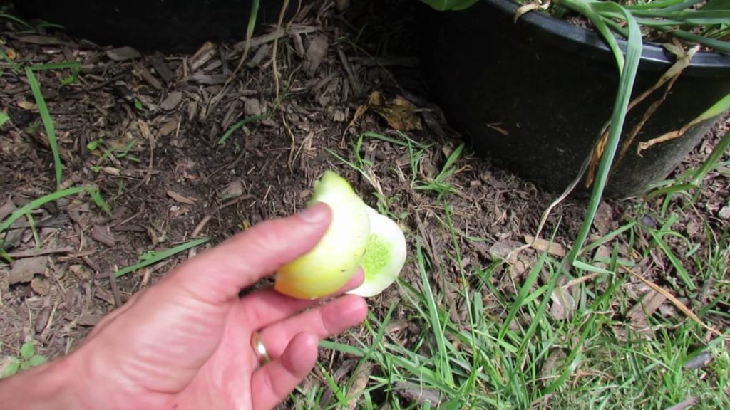 Introducing Asian Red Yard Long Beans & Lemon Cucumbers: Great Garden Additions - TRG 2016