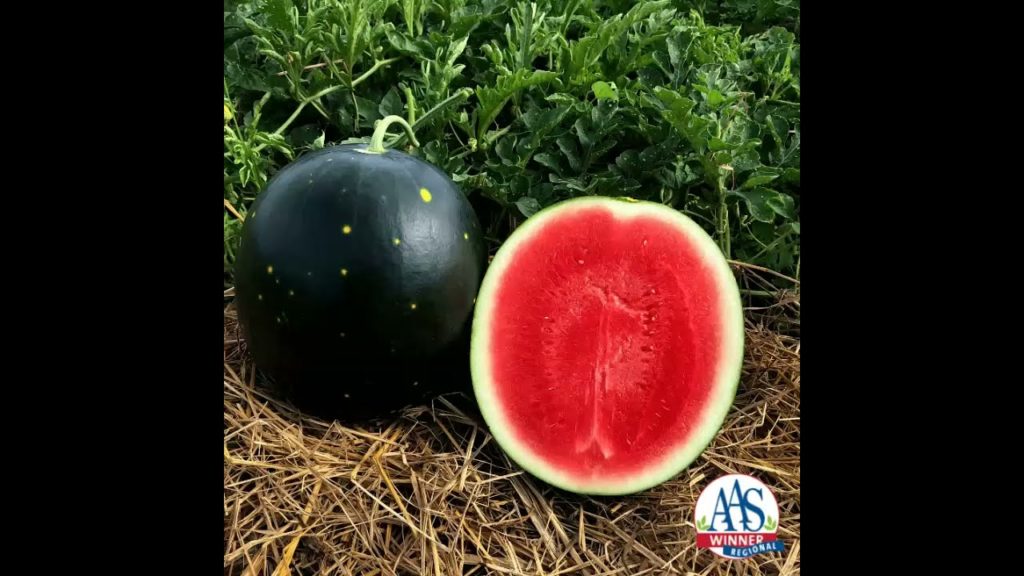 All-America Selections Flowers & Vegetables: Seedless Watermelon -Century Star Seedless Watermelon -Century Star