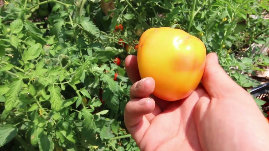 Free Groceries From Our Living Produce Aisle