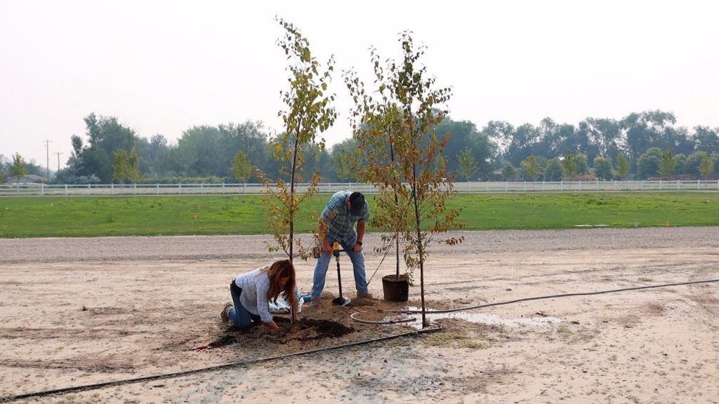 Planting One Pine & Two Birch Trees! 🌳🌲🌳 // Garden Answer