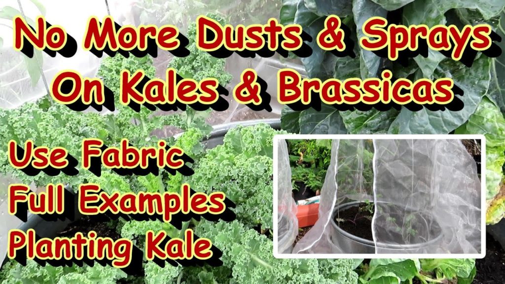 Planting Kale & Brassica Transplants for a Fall Garden & Using Agriculture Fabric Instead of Sprays